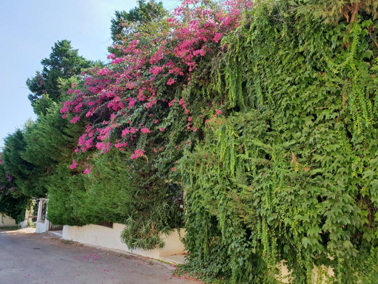 B&B Il Giardino Di Villa Anna Trecase Eksteriør billede