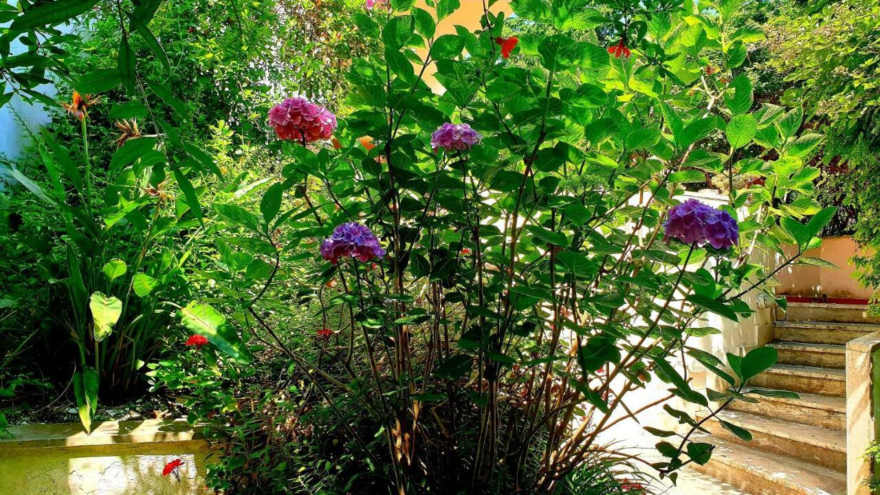 B&B Il Giardino Di Villa Anna Trecase Eksteriør billede