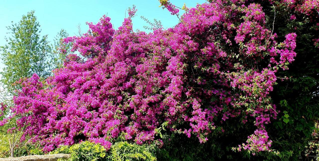 B&B Il Giardino Di Villa Anna Trecase Eksteriør billede