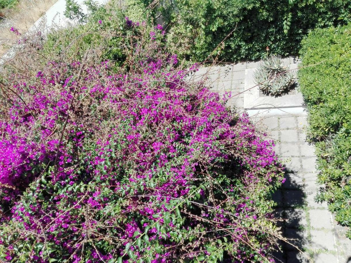 B&B Il Giardino Di Villa Anna Trecase Eksteriør billede